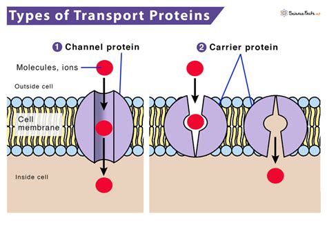 chanel proteins|channel proteins are involved in.